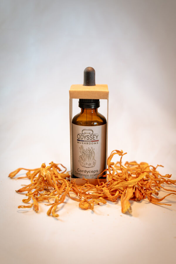 extrait liquide de cordyceps odyssey mushrooms